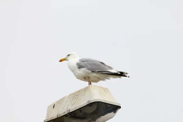 Seagull Standing Latern Front Grey Sky — Stock Photo, Image