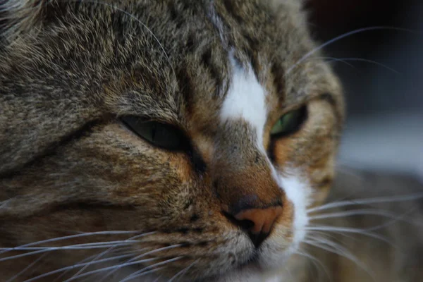 Fechar Gato Selvagem — Fotografia de Stock