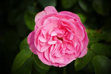 Pembe bir gülü yakından görmek