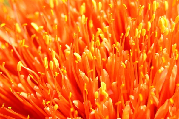 Pěkný Oranžový Květ Dobrý Jako Obrázek Pozadí — Stock fotografie