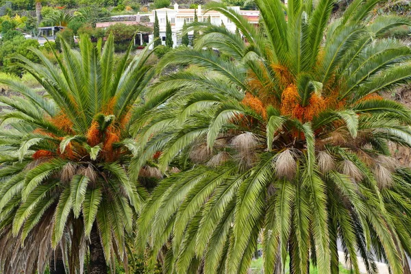 Two Palm Trees Palm Tree Green Palm Leaves — Stock Photo, Image