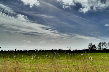 Çayır manzarası ve güzel gökyüzü