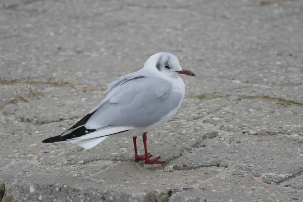 Möwe Bleibt Auf Dem Weg — Stockfoto