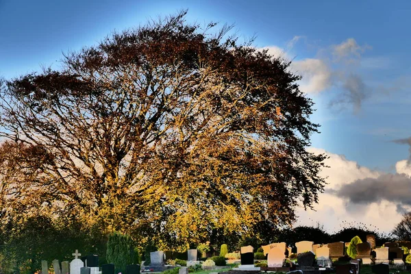 Drzewo Filtrem Impresyjnym — Zdjęcie stockowe