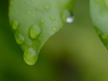 Yaprağın üzerindeki su dengesi Doğal yeşil arkaplan 