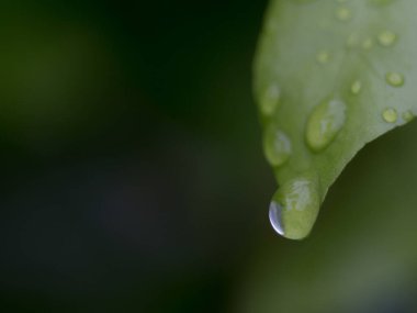 Yaprağın üzerindeki su dengesi Doğal yeşil arkaplan 