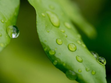 Yaprağın üzerindeki su dengesi Doğal yeşil arkaplan 