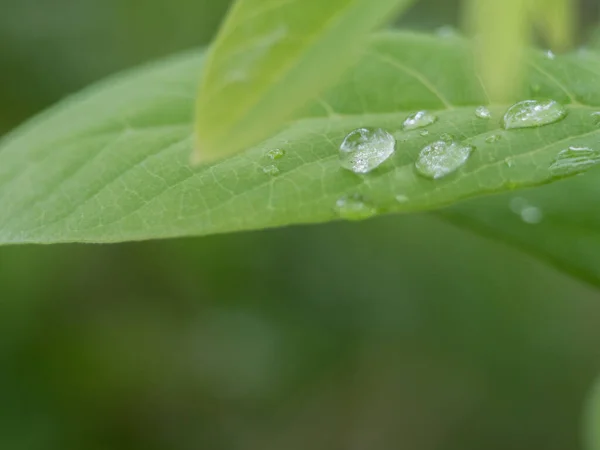 Water Balance Leaf Natural Green Background — Stock Photo, Image