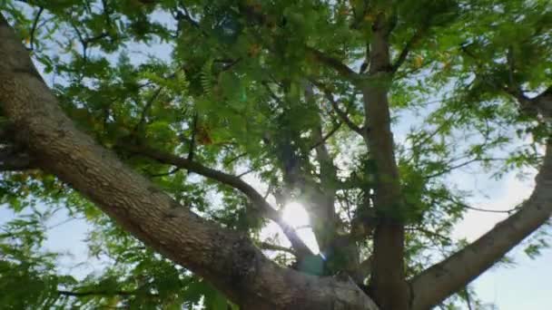 Nature Sunlight Shining Tree — Stock Video