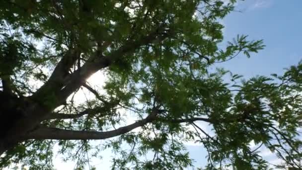 Natur Sonnenlicht Scheint Durch Baum — Stockvideo