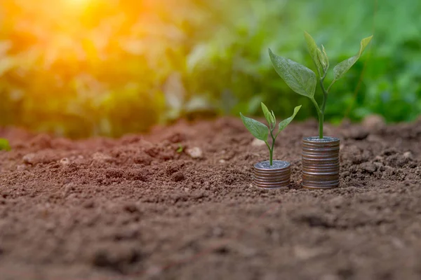 Saving Money Puting Coins Jug Glass Nature Background — Stock Photo, Image