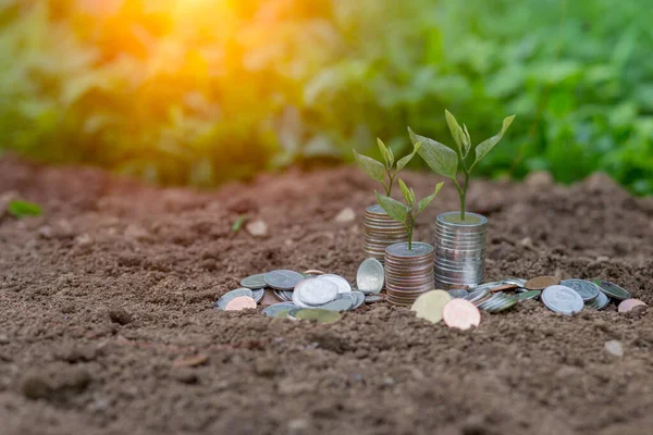 Saving Money Puting Coins Jug Glass Nature Background — Stock Photo, Image