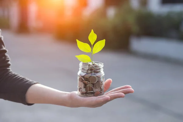 Hand Holding Environment Puting Coins Jug Glass Planting Tree Glass — Stock Photo, Image