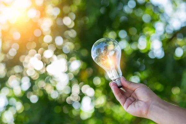 Ampul Enerjisi. Güzel yeşil doğayı koruyan arka plan. Güneş ağaçta parlıyor.