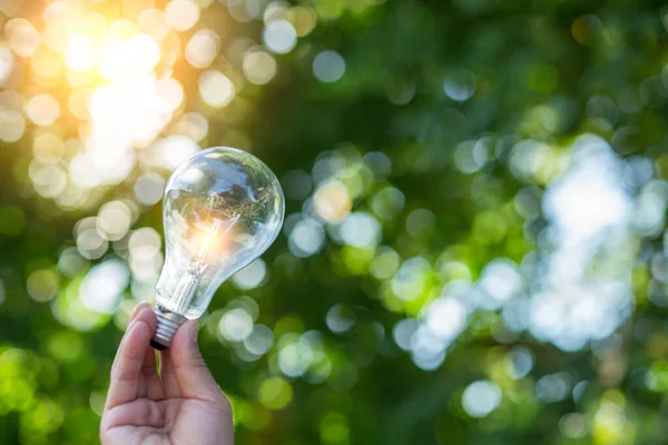 Ampul Enerjisi. Güzel yeşil doğayı koruyan arka plan. Güneş ağaçta parlıyor.