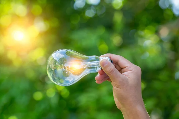 Light bulb Energy saving beautiful  green nature background sun shines through the tree