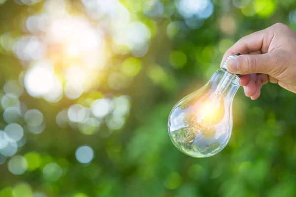 Light bulb Energy saving beautiful  green nature background sun shines through the tree