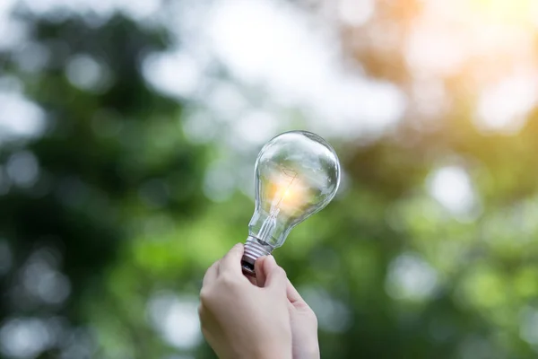 Bombilla Ahorro Energía Hermosa Naturaleza Verde Fondo Sol Brilla Través — Foto de Stock