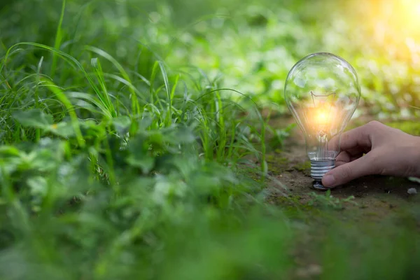 Ampul Enerjisi. Güzel yeşil doğayı koruyan arka plan. Güneş ağaçta parlıyor.
