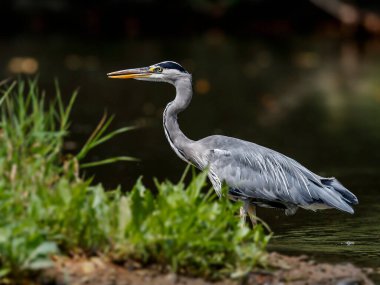 Gri balıkçıl balığının yakın plan portresi çimenlerin arasındaki gölde pusuda bekliyor. Gri Heron, Adrea Cinerea