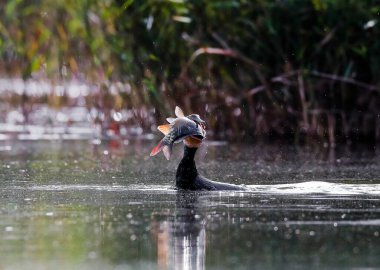 Büyük Karabatak 'ın yakın plan çekimi, göl yüzeyinden gagasında su damlacıklarıyla çevrili büyük bir balıkla ortaya çıkıyor. Yırtıcının yeşil gözünün ayrıntıları. Phalacrocorax karbüratörü.