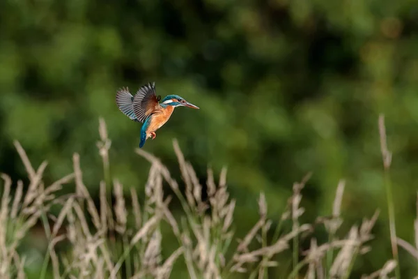 Foto Ravvicinata Martin Pescatore Mentre Caccia Appeso Aria Prima Attacco — Foto Stock