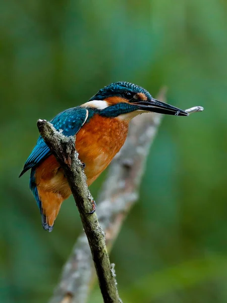 Pescivendolo Con Pesce Pescato Seduto Ramoscello Nel Suo Habitat Naturale — Foto Stock