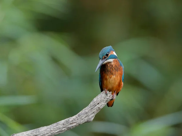 緑の茂みの背景に 小枝に潜んでいるカワセミのクローズアップ肖像画 空飛ぶ宝石 Common Kingfisher Alcedo Atthis — ストック写真