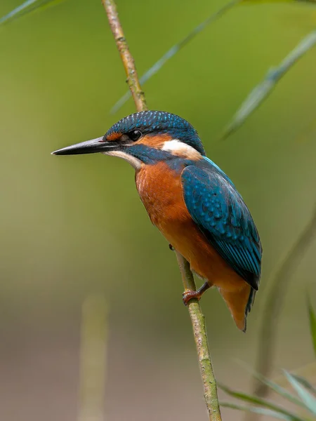 緑の茂みの背景に 小枝に潜んでいるカワセミのクローズアップ肖像画 空飛ぶ宝石 Common Kingfisher Alcedo Atthis — ストック写真