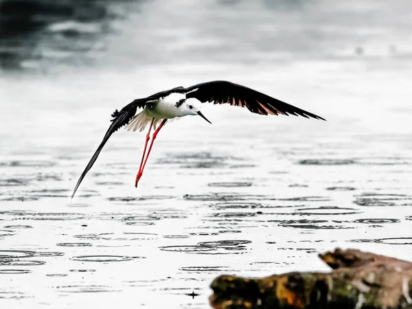 Närbild Foto Svartvingad Lutning Svart Och Vit Fågel Med Mycket — Stockfoto