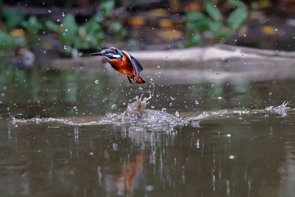 Kingfisher Fuga Dall Acqua Con Pesci Catturati Tra Gli Steli — Foto Stock