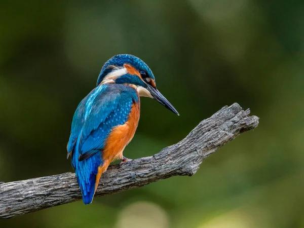 緑の茂みの背景に 小枝に潜んでいるカワセミのクローズアップ肖像画 空飛ぶ宝石 Common Kingfisher Alcedo Atthis — ストック写真