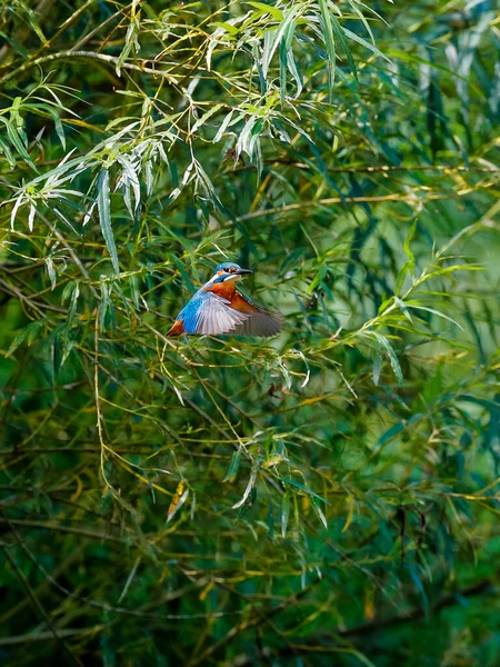 Foto Close Kingfisher Enquanto Caça Pendurado Antes Ataque Jóia Voadora — Fotografia de Stock