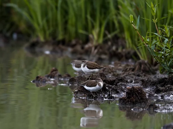 Grupo Aves Marinhas Ambiente Natural Frequentes Sandpiper Actitis Hypoleucos — Fotografia de Stock