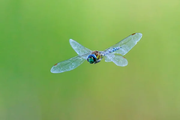 Nahaufnahme Foto Der Libelle Mit Transparenten Flügeln Neutral Bunten Hintergrund — Stockfoto