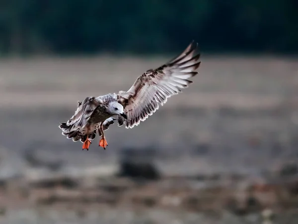 Foto Cerca Una Gaviota Pescadora — Foto de Stock