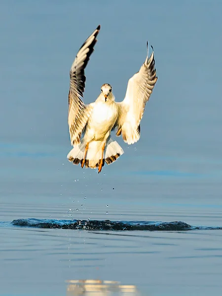 Close Photo Starting Huge Seagull Dynamis Pose Caspian Gull Larus — Stock Photo, Image