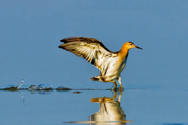 Foto Close Ruff Pousando Superfície Lago Philomachus Pugnax — Fotografia de Stock