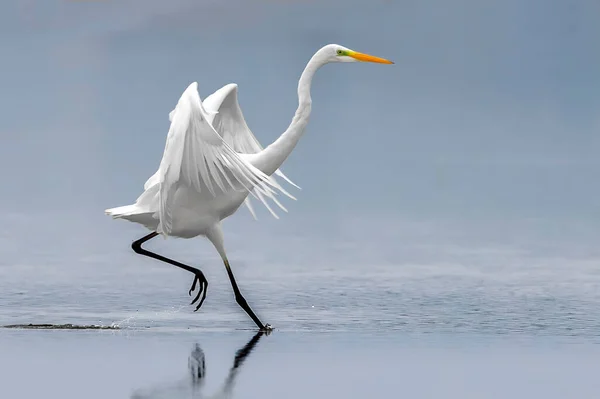 Grand Prédateur Blanc Grande Aigrette Dans Une Pose Dynamique Casmerodius — Photo