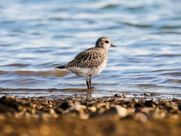 Gros Plan Sur Magnifique Pluvier Gris Sur Plage Pierreuse Pluvialis — Photo