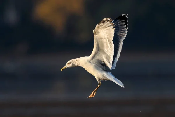 Photo Rapprochée Une Mouette Volante Oiseau Isolé Sur Fond Arbres — Photo