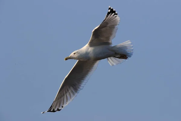 Close Photo Huge Seagull Flying Blue Sky Isolated Bird Neutral — Stock Photo, Image