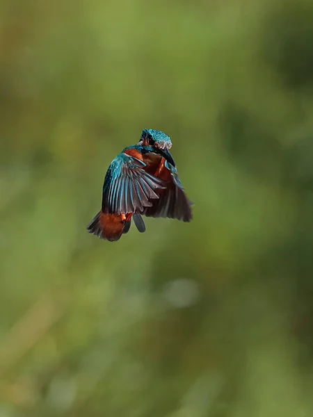 Detailní Fotografie Ledňáčka Při Lovu Visícího Vzduchu Před Útokem Létající — Stock fotografie