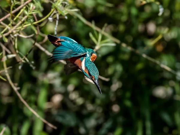 Zbliżenie Zdjęcia Wędkarza Atakiem Nurkowym Powietrza Latający Klejnot Typowe Kingfisher — Zdjęcie stockowe