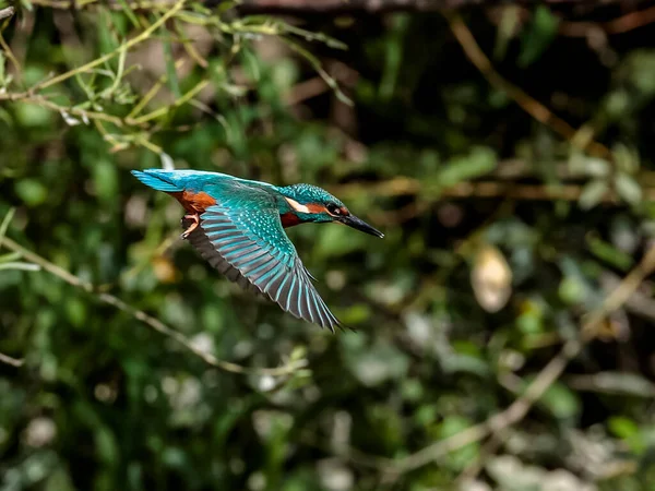 Uciekam Przed Kingfisherem Latający Klejnot Typowe Kingfisher Alcedo Tym — Zdjęcie stockowe