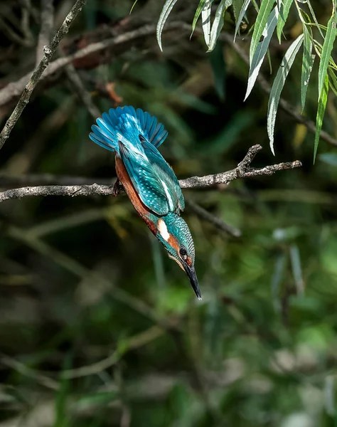 Zbliżenie Zdjęcia Wędkarza Atakiem Nurkowym Powietrza Latający Klejnot Typowe Kingfisher — Zdjęcie stockowe