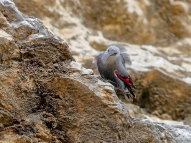 Dağ uçan mücevheri, bir kayanın üzerine atlamak, böcekleri ve diğer böcekleri aramak. Kırmızı kanatlı gri kuş. Palava Hills, Çek Cumhuriyeti. Duvarcı, Tichodroma Muraria.