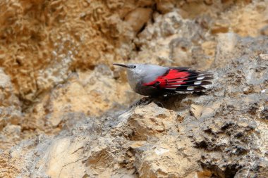 Dağ uçan mücevheri, bir kayanın üzerine atlamak, böcekleri ve diğer böcekleri aramak. Kırmızı kanatlı gri kuş. Palava Hills, Çek Cumhuriyeti. Duvarcı, Tichodroma Muraria.