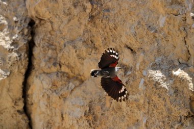 Dağ uçan mücevheri, bir kayanın etrafında uçarak böcekleri ve diğer böcekleri arıyor. Kırmızı kanatlı gri kuş. Palava Hills, Çek Cumhuriyeti. Duvarcı, Tichodroma Muraria.