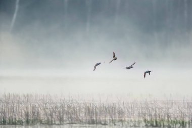Göl kıyısında, beyaz sabah sisinin arka planında uçan kuşlar. Anas crecca, Avrasyalı Teal. Huysuz fotoğraf.